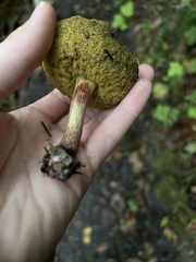 Xerocomellus diffractus