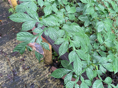 Amorphophallus