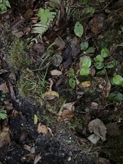 Xerocomellus diffractus