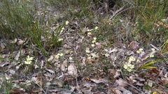 Thelymitra antennifera