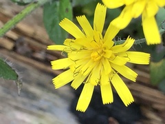 Hieracium lachenalii