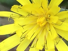 Hieracium lachenalii