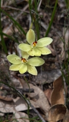 Thelymitra antennifera