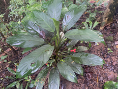 Aglaonema