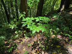 Amorphophallus