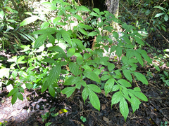 Amorphophallus