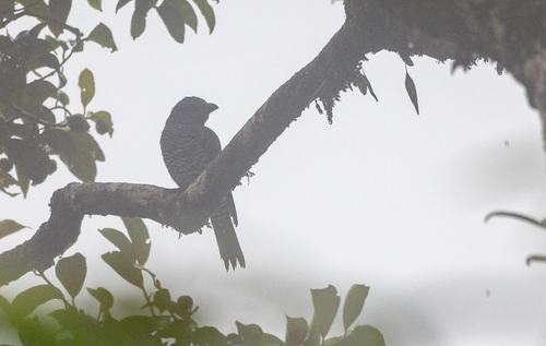 Visayan Cuckooshrike (Coracina panayensis), photo 8