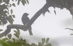 Coracina striata panayensis