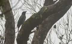 Coracina striata panayensis