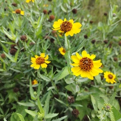 Helianthus laciniatus