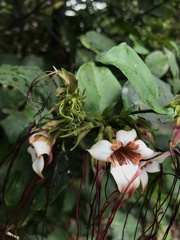 Strophanthus preussii