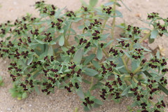 Euphorbia thinophila