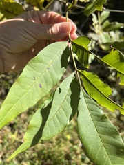 Fraxinus pennsylvanica