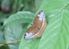Tanaecia godartii