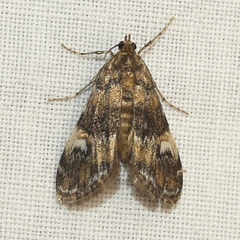 Elophila obliteralis