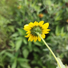 Helianthus laciniatus