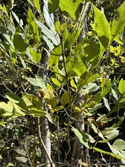 Fraxinus pennsylvanica