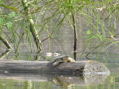 Apalone spinifera emoryi