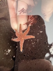 Leptasterias hexactis