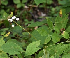 Actaea rubra neglecta