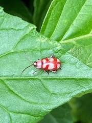 Omophoita sexnotata