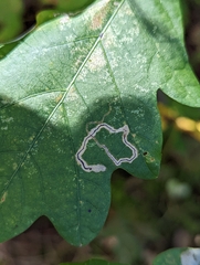 Stigmella quercipulchella