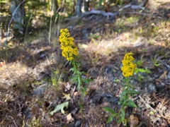Solidago puberula