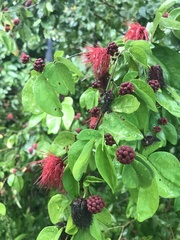 Calliandra tergemina emarginata