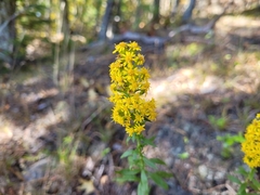 Solidago puberula