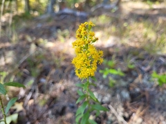 Solidago puberula