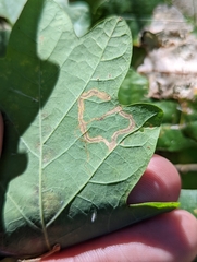 Stigmella quercipulchella