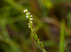 Peristylus intrudens