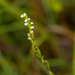 Habenaria intrudens - Photo (c) Forest Botial-Jarvis, some rights reserved (CC BY-NC), uploaded by Forest Botial-Jarvis