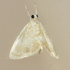Glaphyria glaphyralis