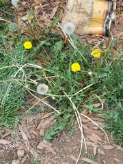 Taraxacum officinale