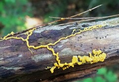 Badhamia utricularis