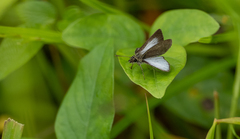 Aeromachus plumbeola
