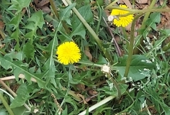 Taraxacum officinale