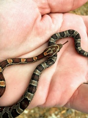 Pantherophis guttatus