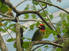 Psilopogon haemacephalus