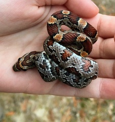 Pantherophis guttatus