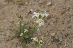 Schizopetalon