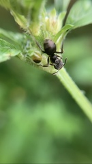 Dolichoderus bispinosus