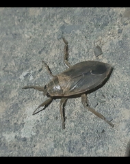 Belostoma