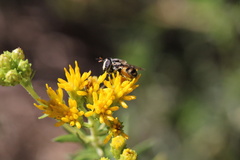 Copestylum marginatum