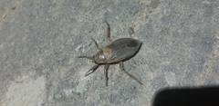 Belostoma