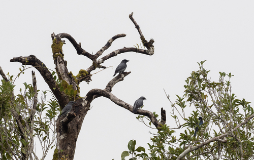 Visayan Cuckooshrike (Coracina panayensis), photo 6
