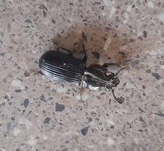 Passalus