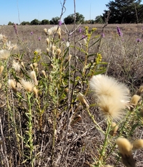 Solidago nitida