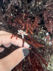 Leptasterias hexactis